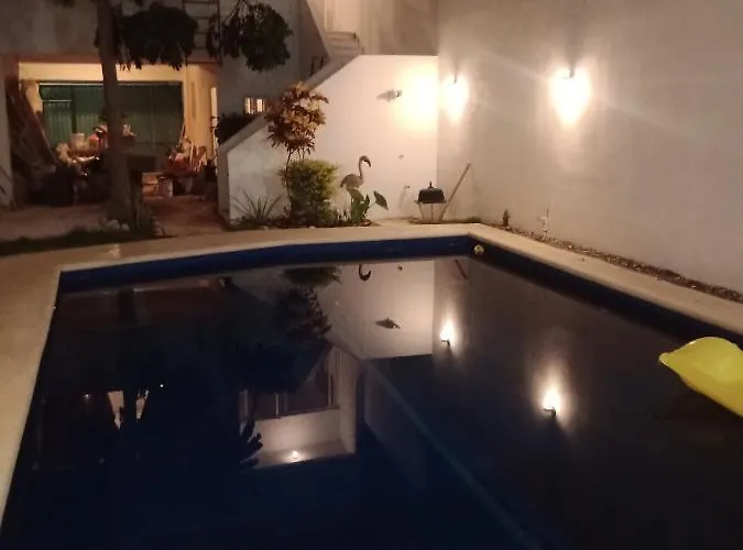 Casa Geckos - Lizard
