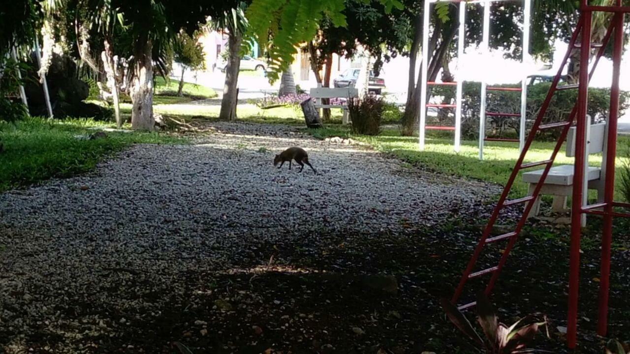 El Limonazo Cancun