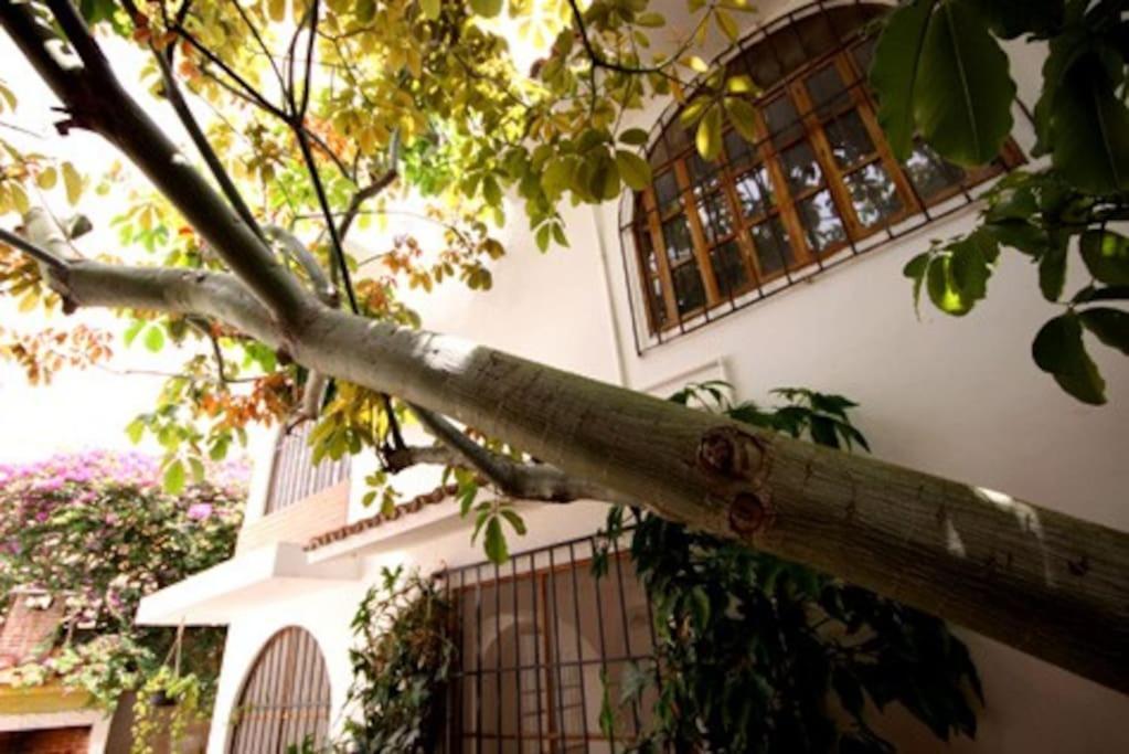 Tropical House In Downtown