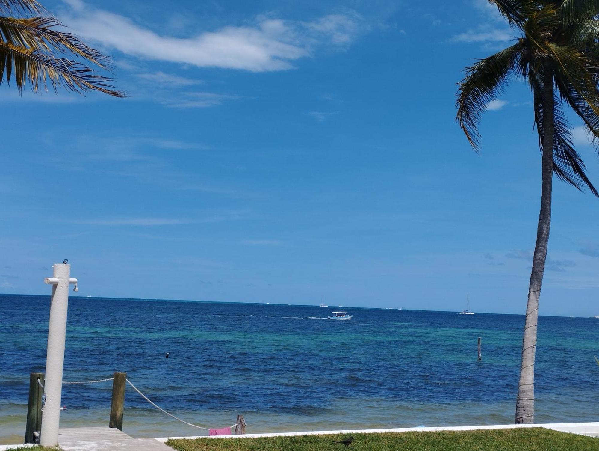 Ocean View Flamingo *