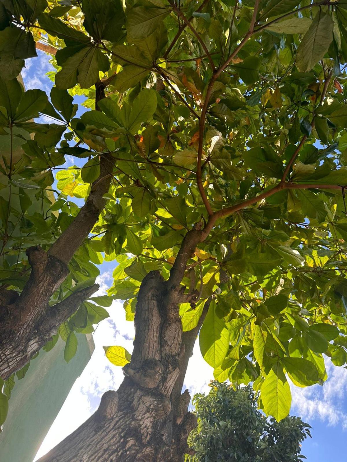 Almendras Cancún