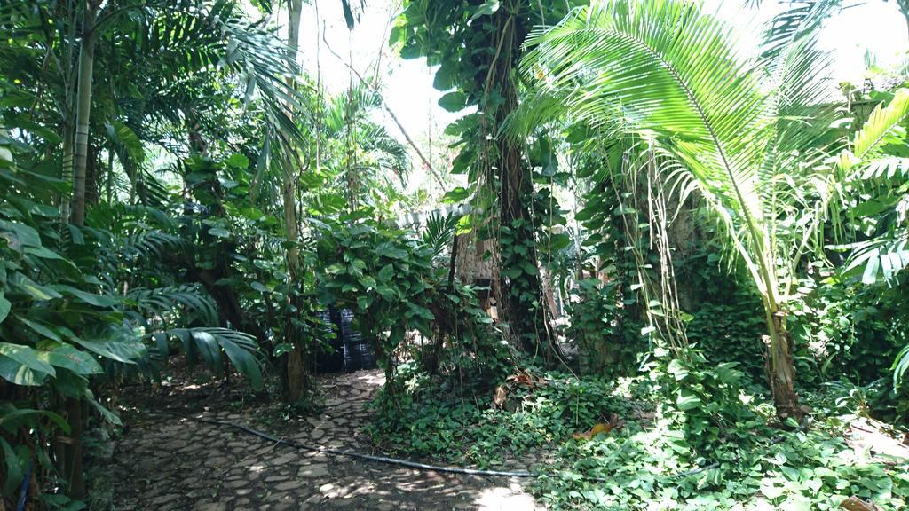 Jungle Aeropuerto