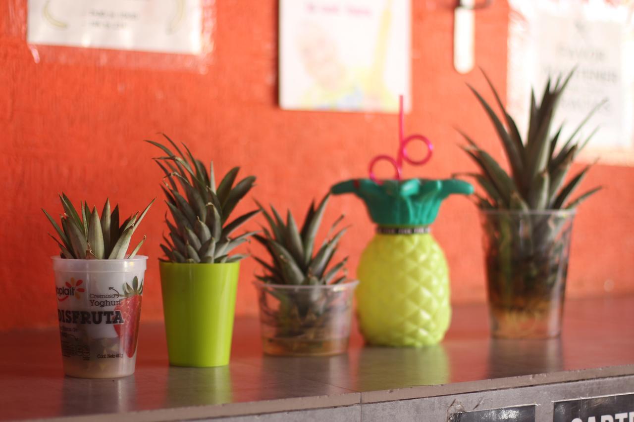 Orquideas Hostel *