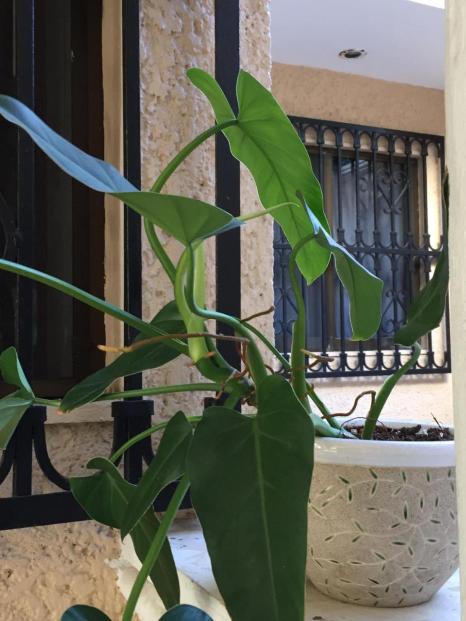 La Casa Bonita Guest house
