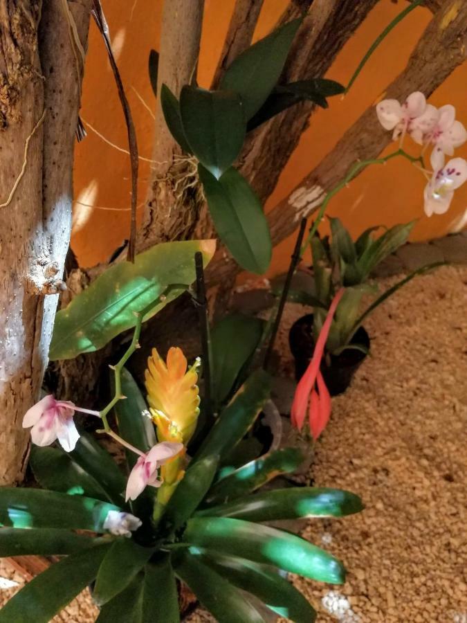 Casa Loritos Holiday home Cancun