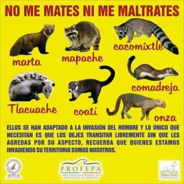 El Limonazo