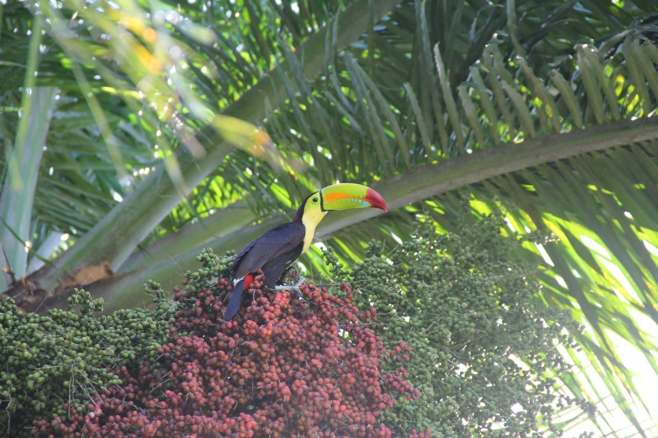 Campestre Guest house *
