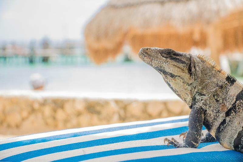 Maya Caribe Faranda Hotel 3*